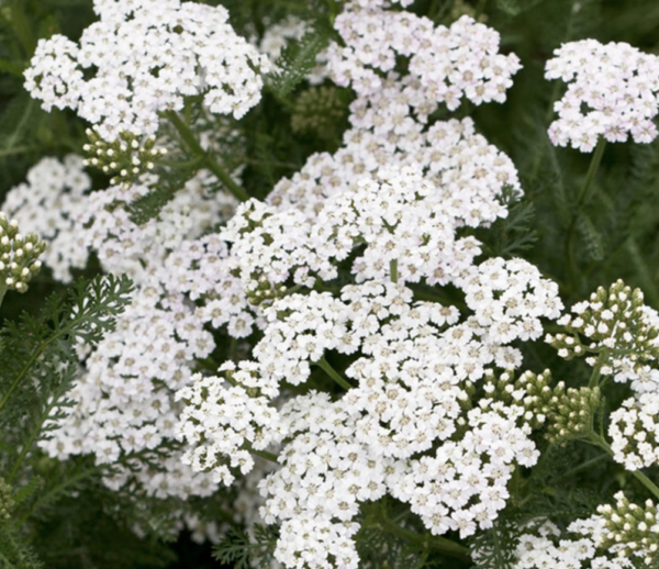 Schafgarbe 'New Vintage White' (Achillea) kaufen Gardeners Dream